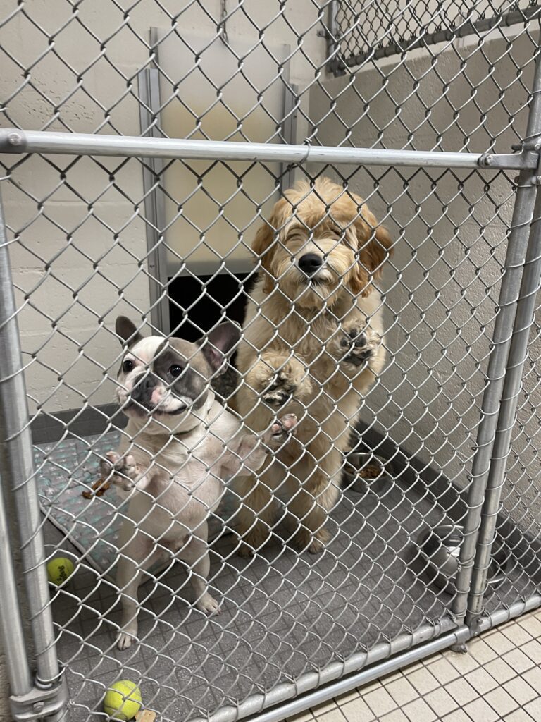 Jax and Chase at the Grand Canyon Railway dog kennel