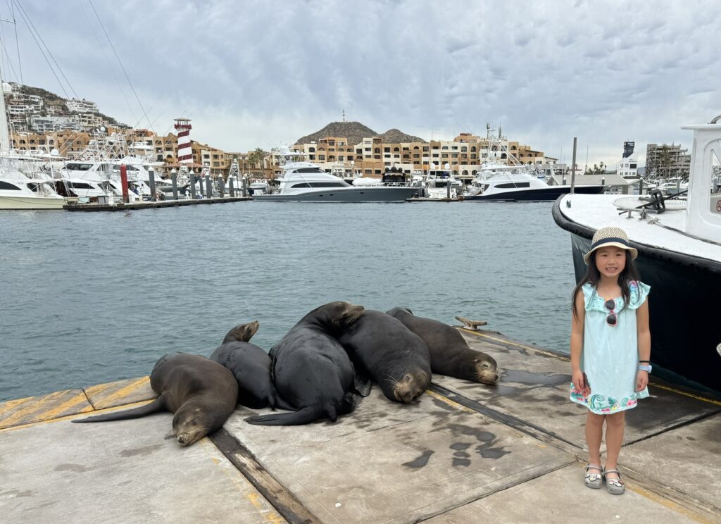 Things to do in cabo san lucas cruise port seal watching
