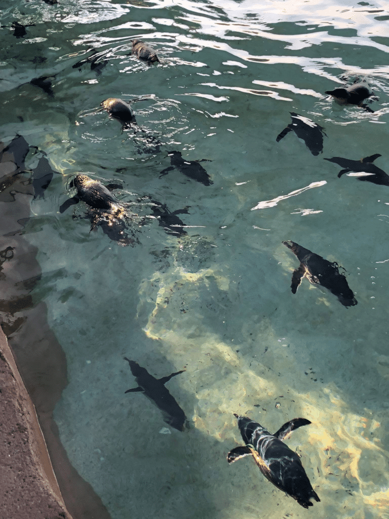 Sea World Australia penguins