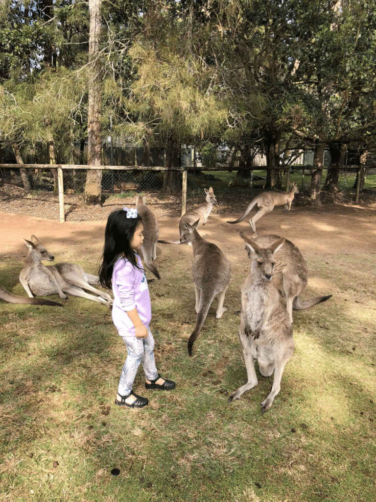 Kangaroos at Lone Pine Koala Sanctuary