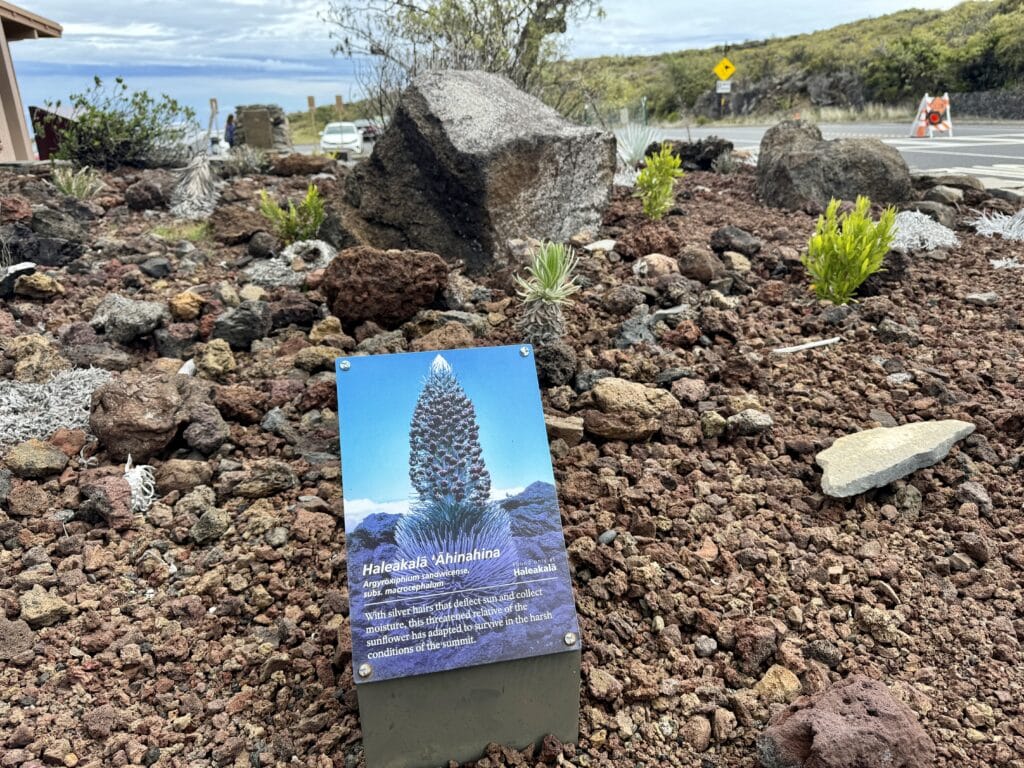 Haleakalā National Park flowers and plants