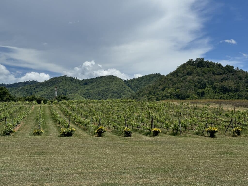 Khao Yai Winery: PB Valley