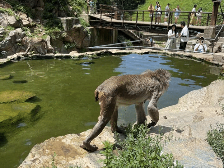 Snow Monkey Park Nagano