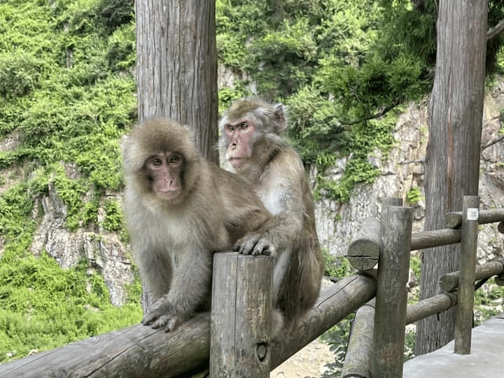 jigokudani snow monkey hotspring