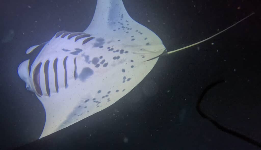 Kona Manta Ray Snorkeling